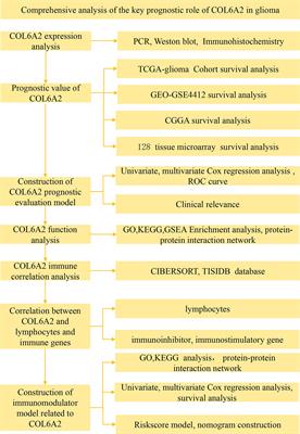 The pro-invasive factor COL6A2 serves as a novel prognostic marker of glioma